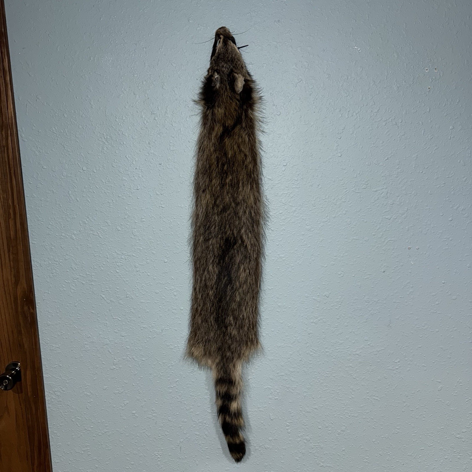 Professionally Tanned 2XL Raccoon/Coon Hide/Furs/Pelts/Taxidermy/Crafts - 8