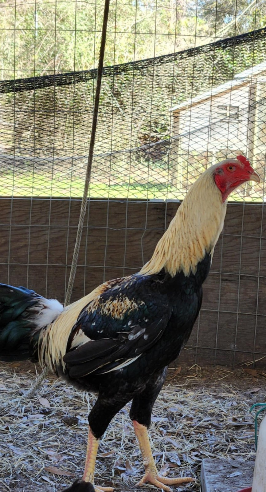 6 Indio gigante hatching eggs  Great Color  Chicks And Chance Of Pure White 