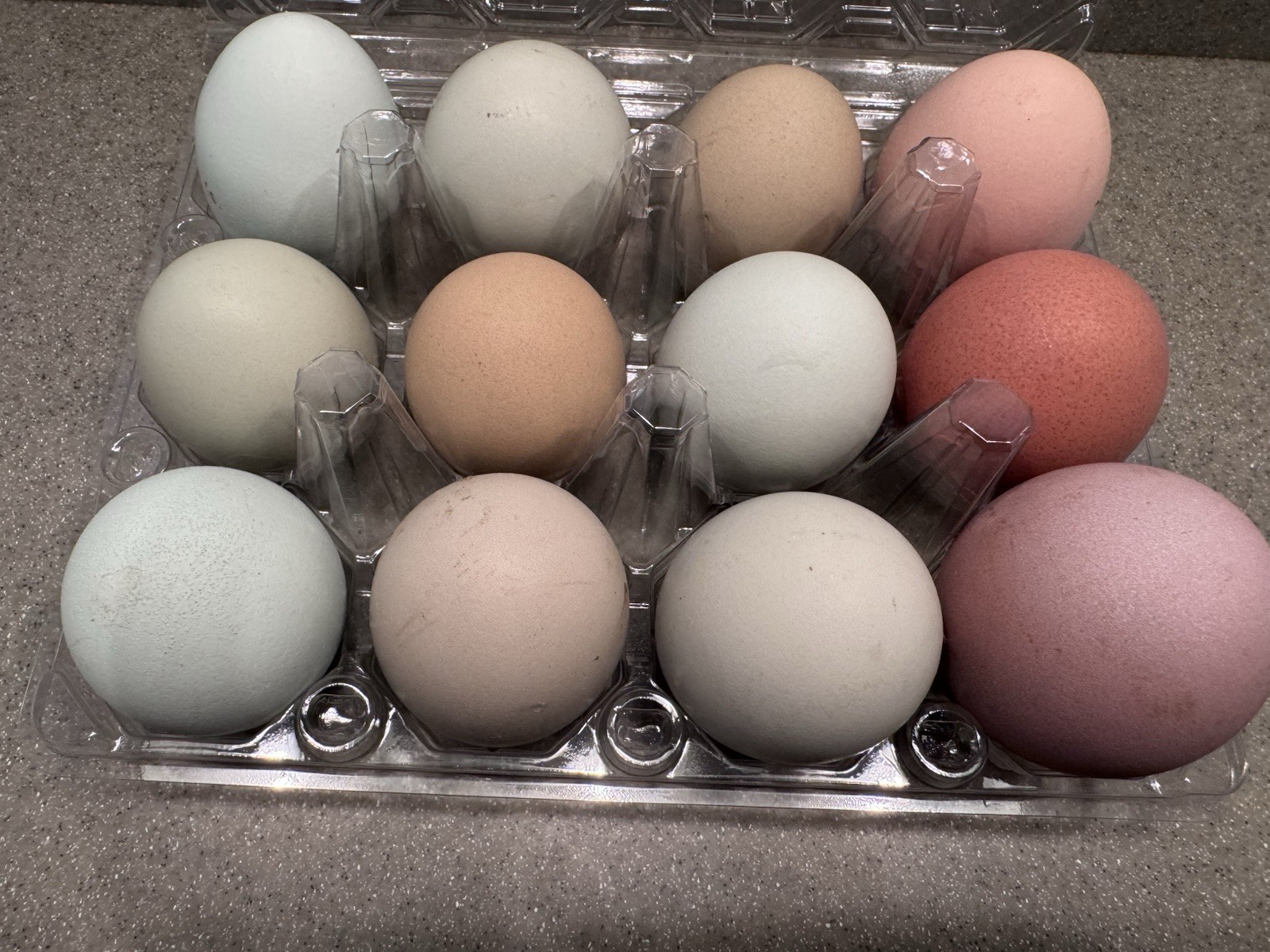 Olive Egger Hatching eggs 