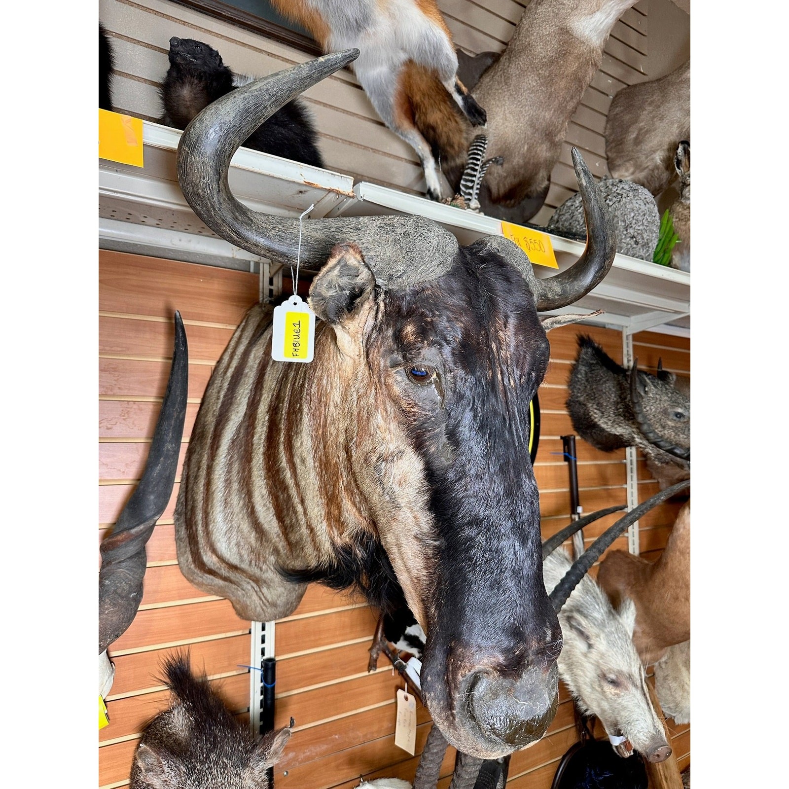 FHBLUE1- Blue wildebeest taxidermy shoulder mount