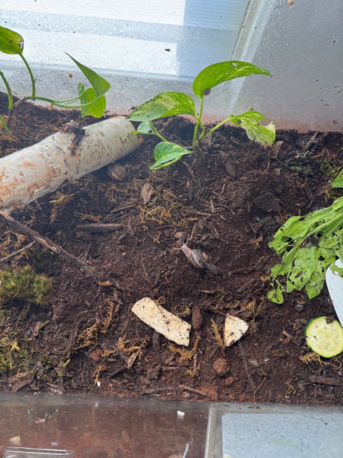TWO 3 large Live Helix Aspera Land Snails