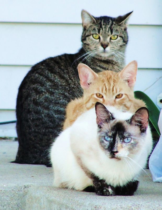 Children Adult Cat Lovers Digital Print Stairstep Siamese Golden & Tiger Picture