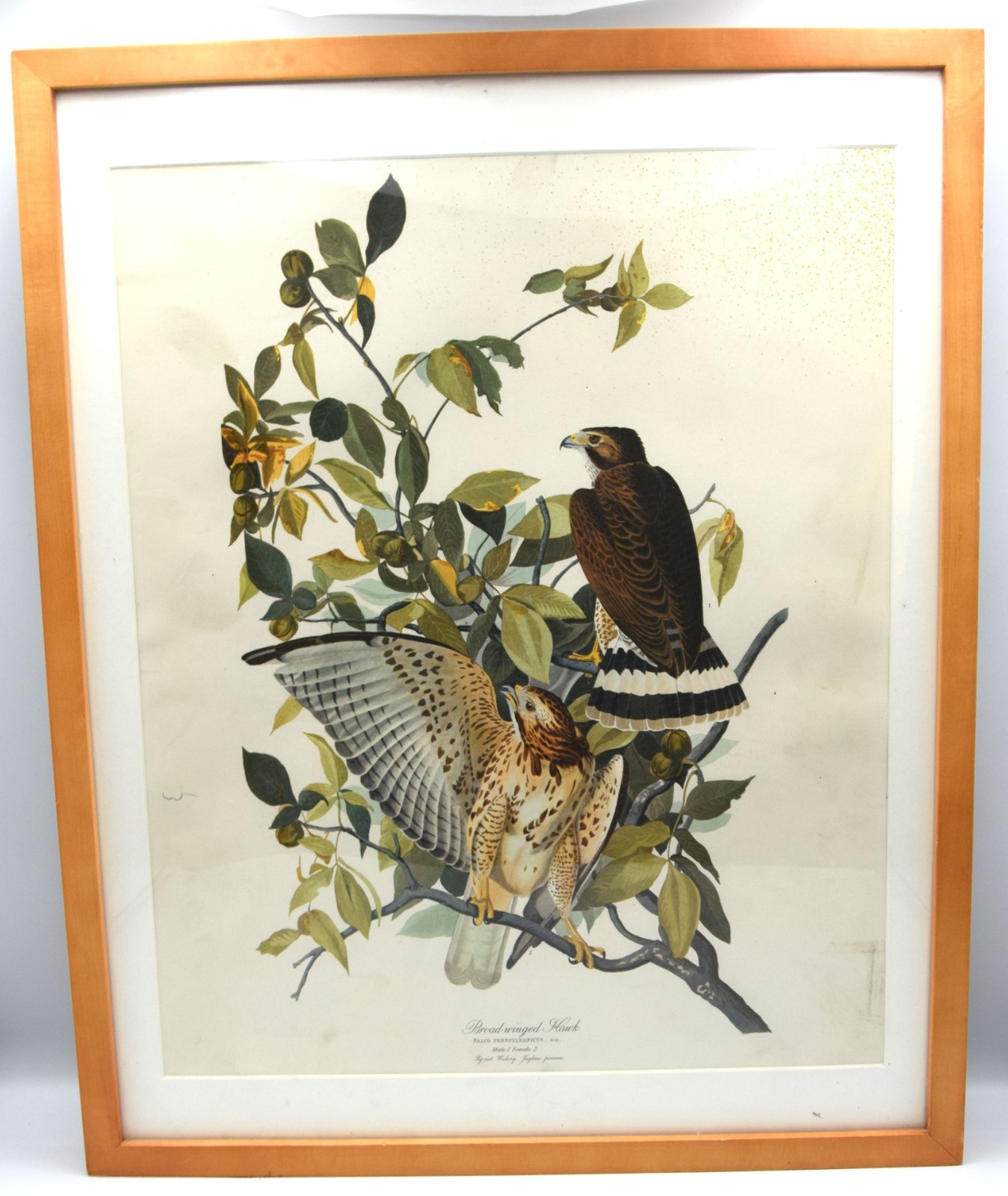 Vintage John James Audubon  Framed BROAD WINGED HAWK  1 male 1 female