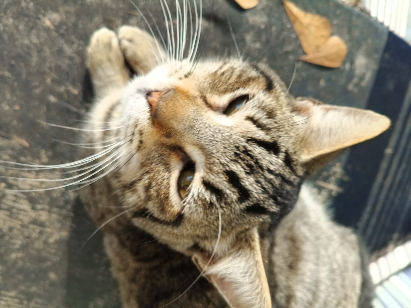 Outdoor Cats Color Photograph Animal Theme