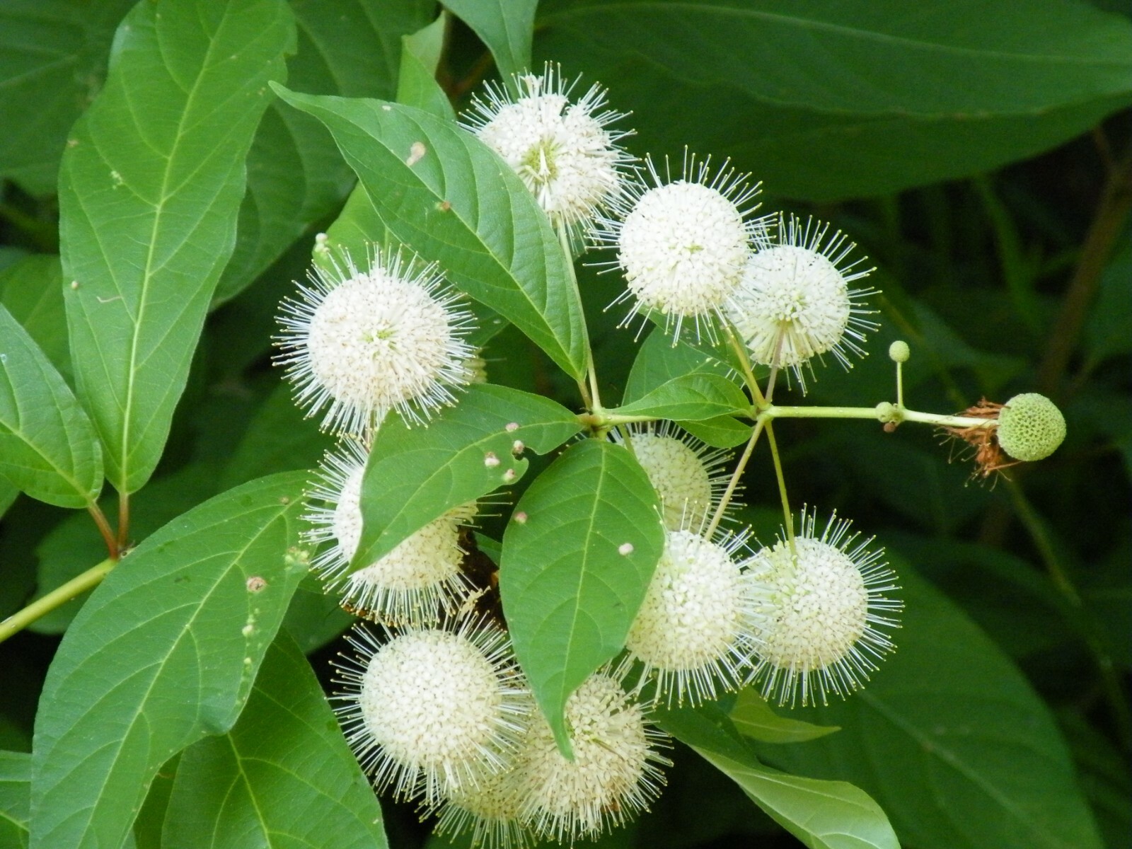 SET OF 2 BUTTONBUSH LIVE PLANT 12-16+ INCHES 'Cephalanthus occidentalis'