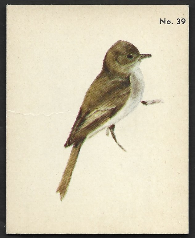 1952 Eastern Phoebe Bird Card Parkhurst Gum V339-2 Audubon Birds #39 Canadian