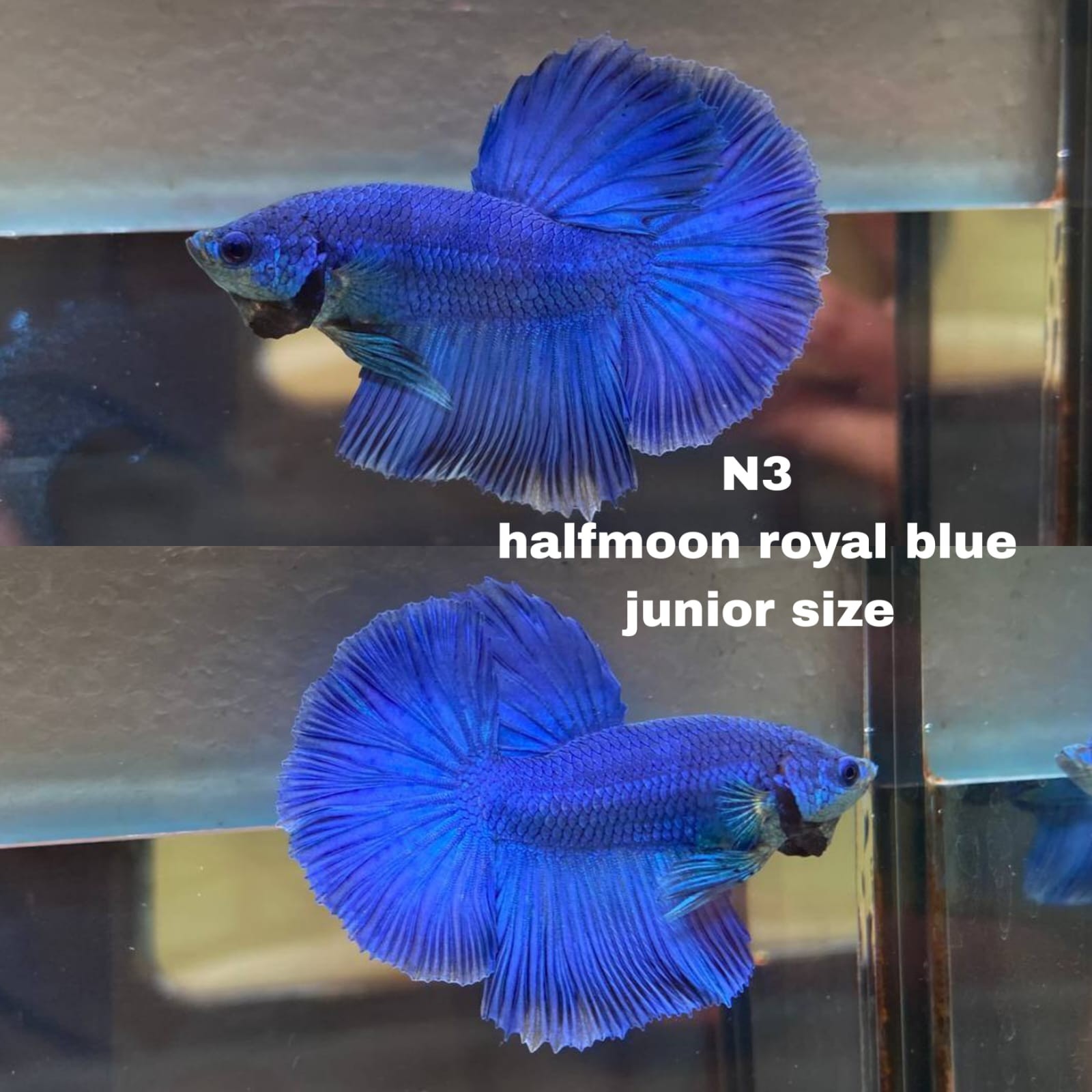Live Betta Fish HALFMOON Male Grade Premium (D) USA Seller