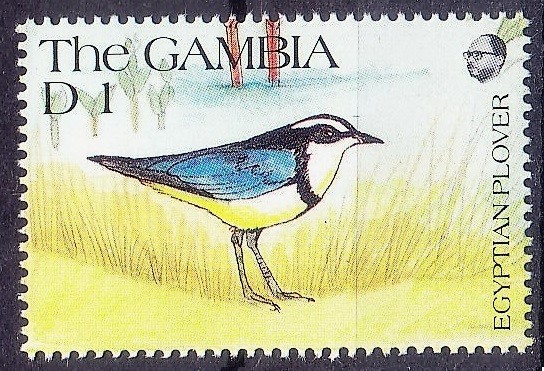 Egyptian Plover, Birds, Gambia 1991 MNH