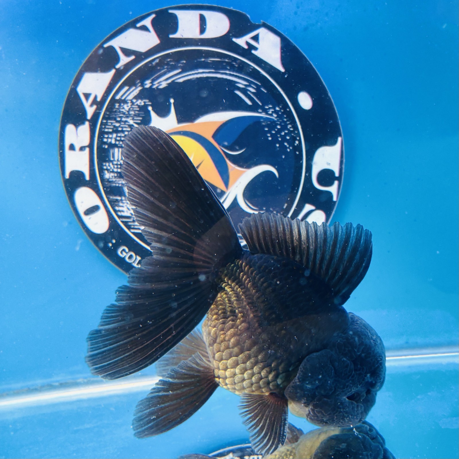 Thai Oranda goldfish Black  Tropical fish ( M  Pack 1 ) Size 5+ inches Juven