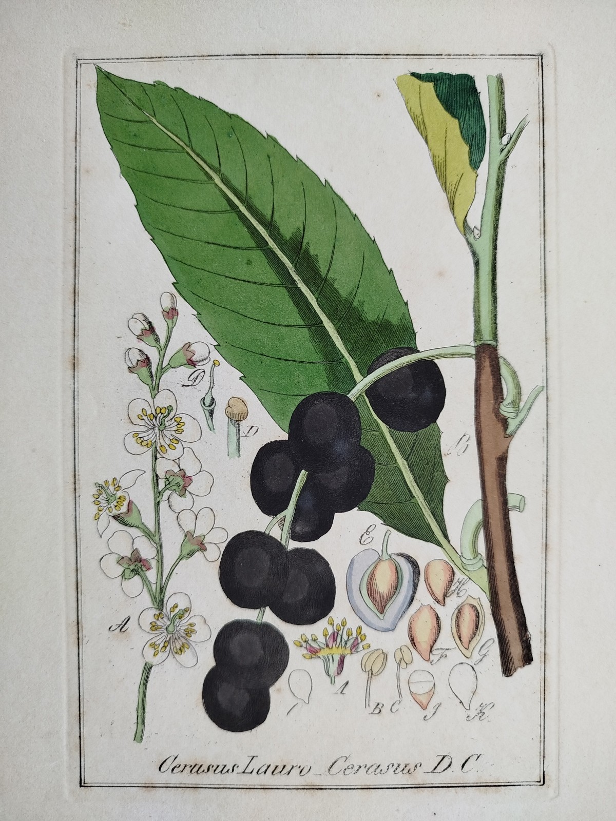 Cherry Laurel - Winkler Medicinal Plants Botany Coloured - 1840