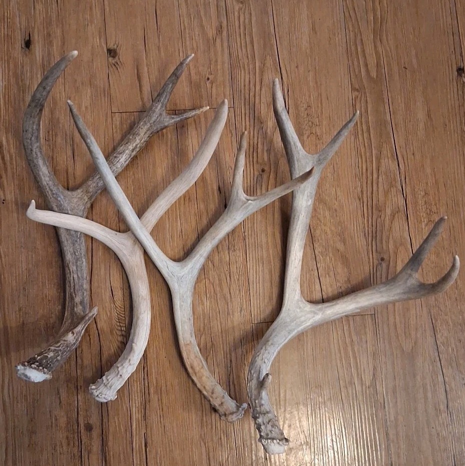 Lot Of 4 LG  Shed deer antlers crafts antler taxidermy Home decor man cave cabin