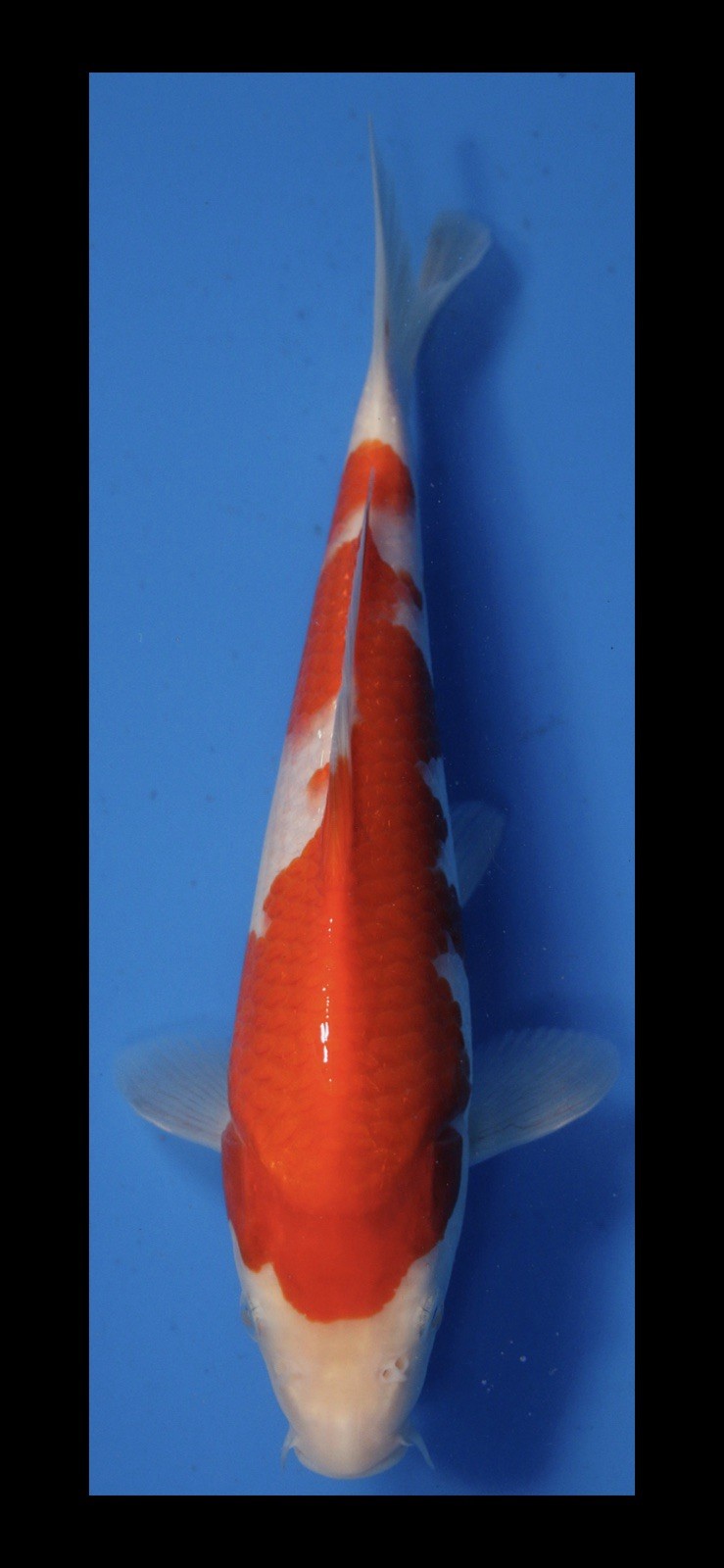 Torazo kohaku -15/16”