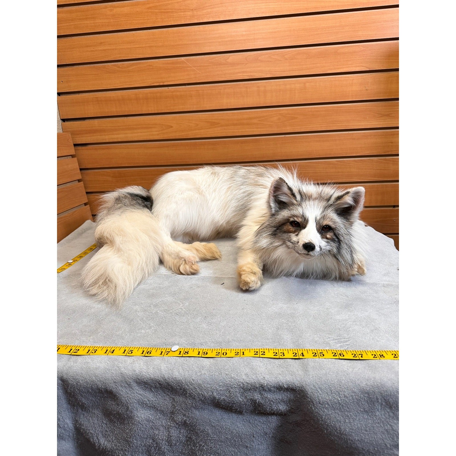 FH227-Beautiful Black Fox soft posable taxidermy mount.