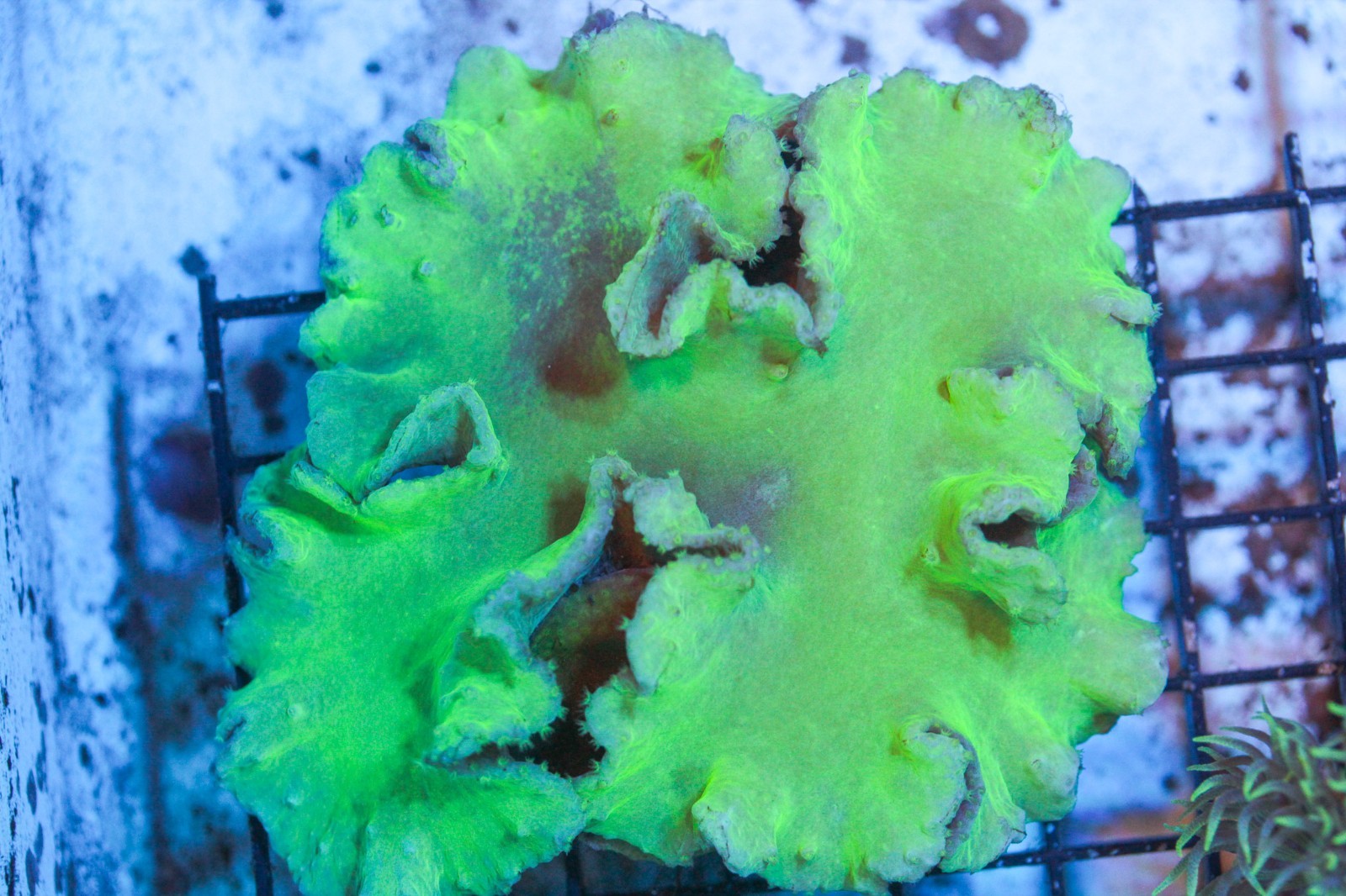 WYSIWYG  Toxic Neon Green Cabbage Colony live Corals Depot