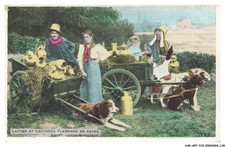 CAR-ABTP10-0783-DOG - Flemish Dairy Cows in Rest - Car