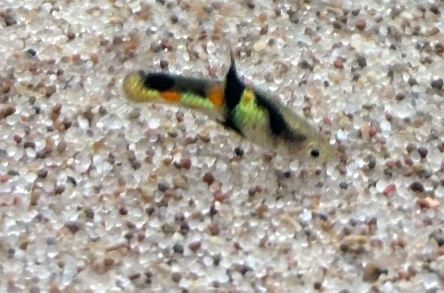 “El Tigre” Endler- 3M/3F - HOME BRED - PURE LINE - P CLASS RARE