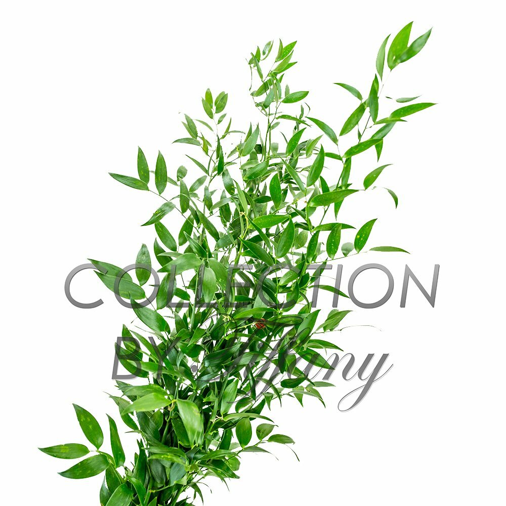 Fresh Ruscus Italian Greens Long Lasting Wedding Event Everyday