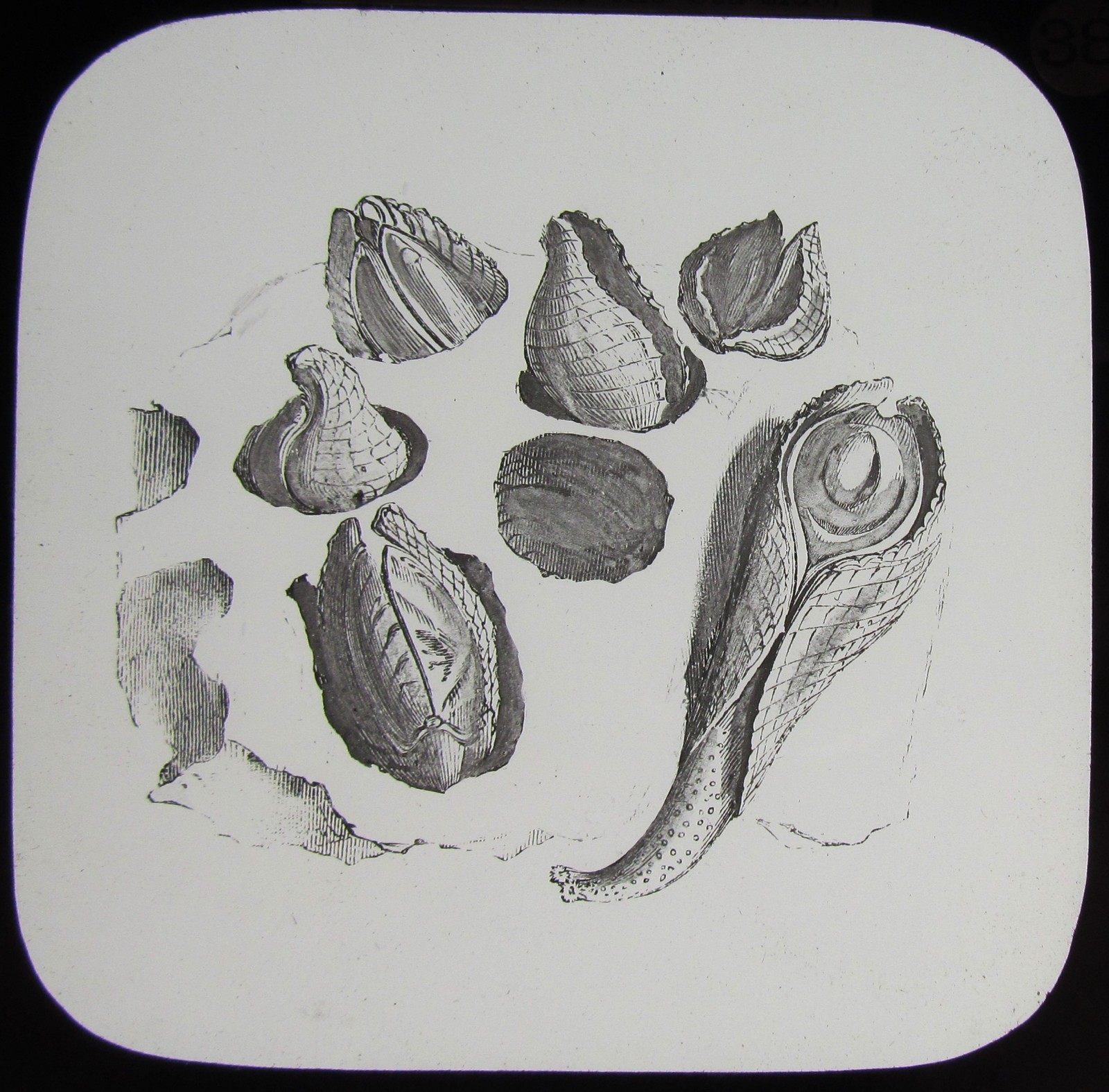 Glass Magic Lantern Slide PHOLAS C1890 VICTORIAN DRAWING MARINE SEA LIFE SHELLS