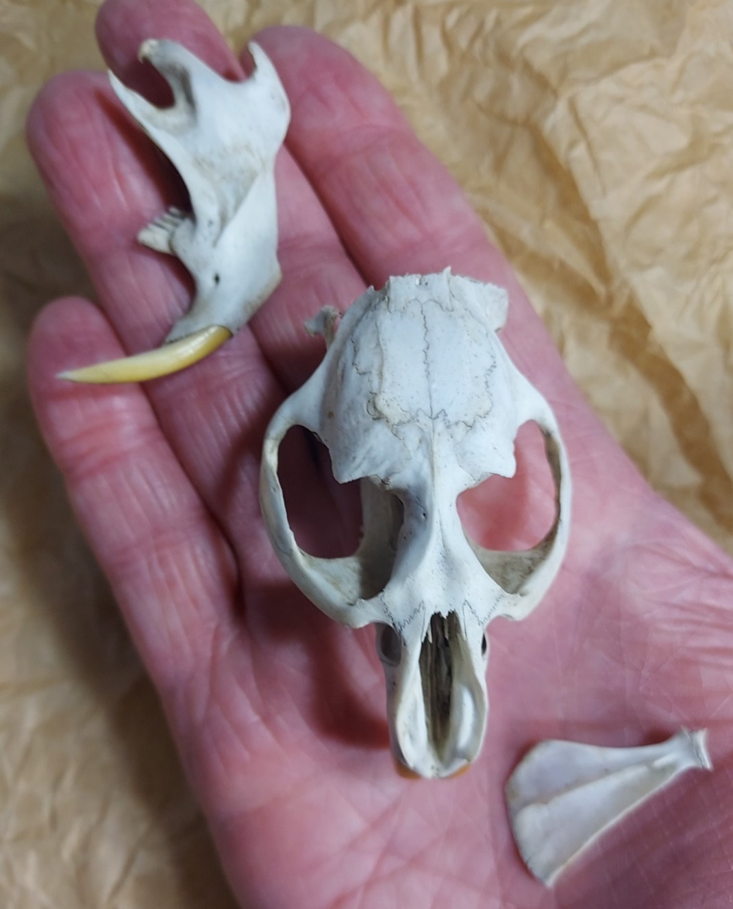 Baby Beaver Skull, Jaw and Scapula