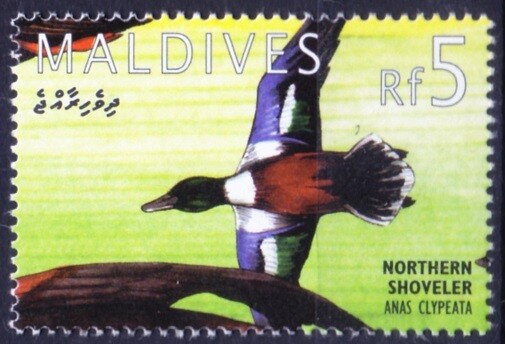Maldives 1995 MNH, Northern Shoveler, Ducks, Water Birds   (A75)