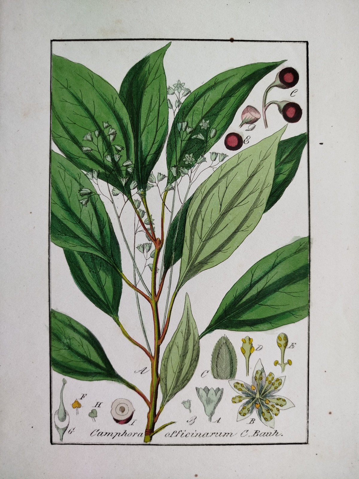 Camphor Camphora - Winkler medicinal plants botany colored - 1840