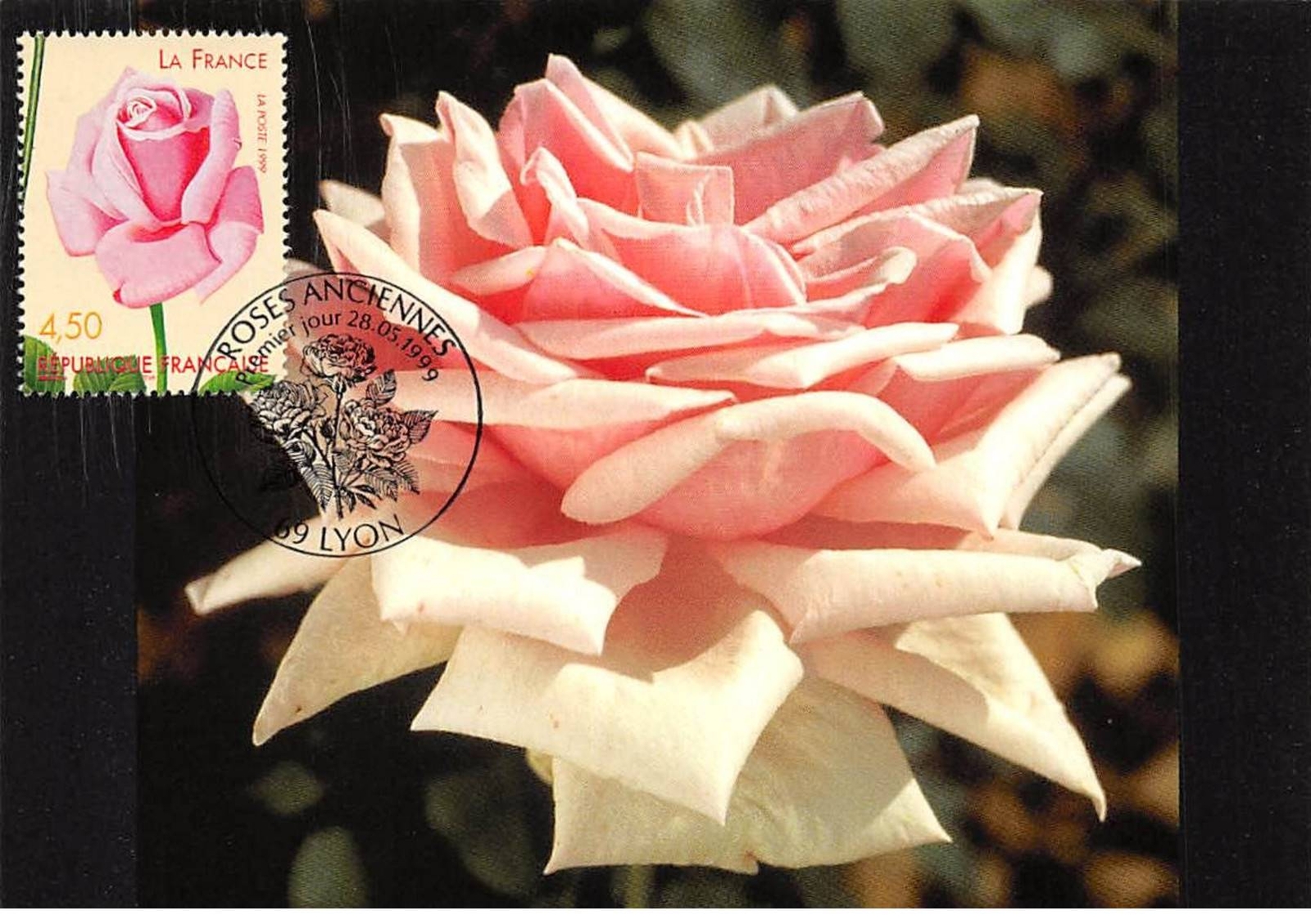 Maximum Card - FRANCE - COR12857 - 05/28/1999 - Old Rose - Lyon Stamp