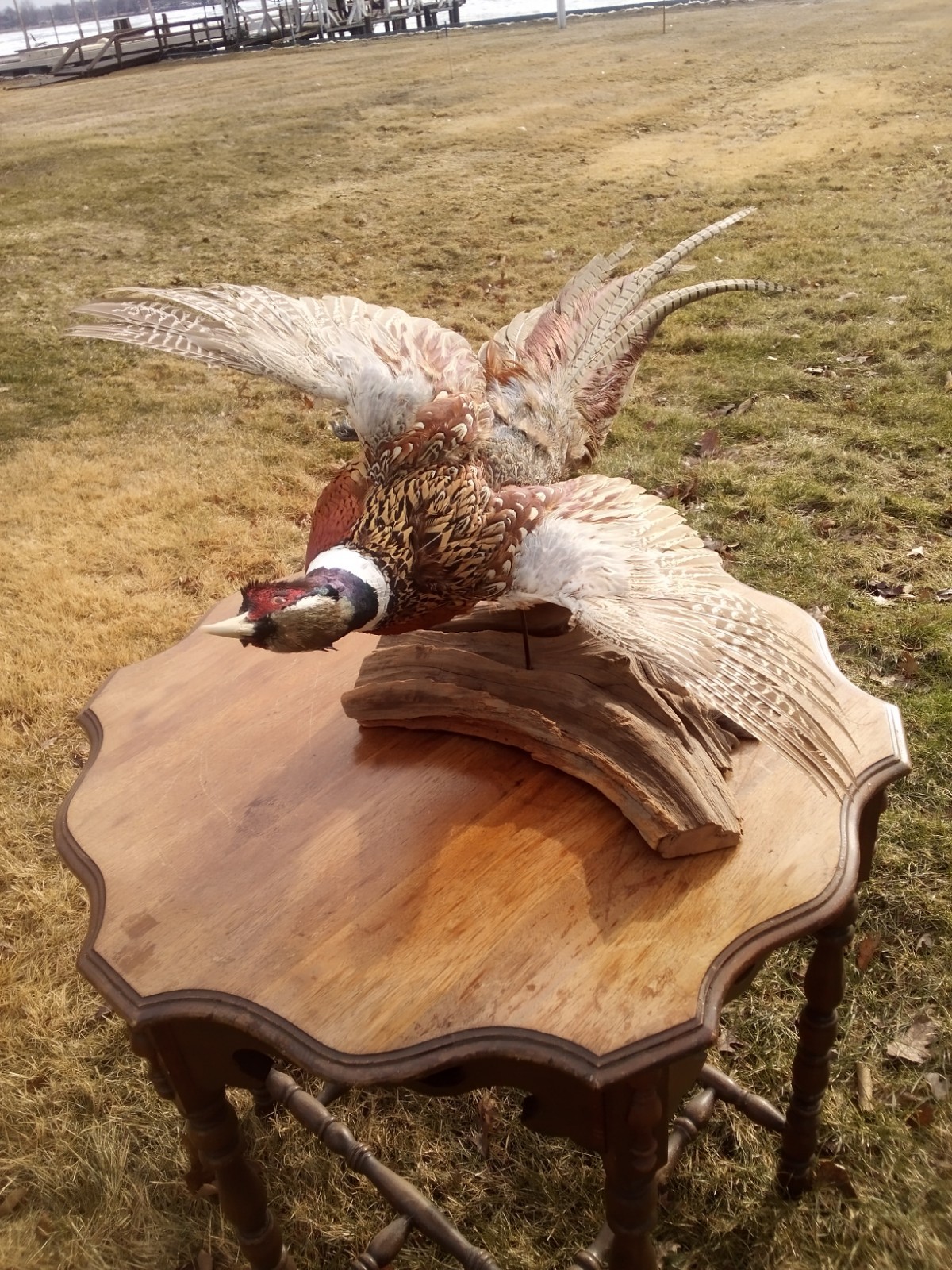 Vintage Ringneck Pheasant Taxidermy Cabin Decor Action Pose