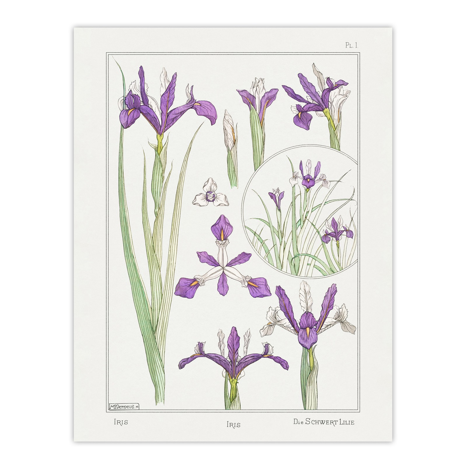 Purple Iris Flower Vintage Floral Framed Wall Art Print Verneuil