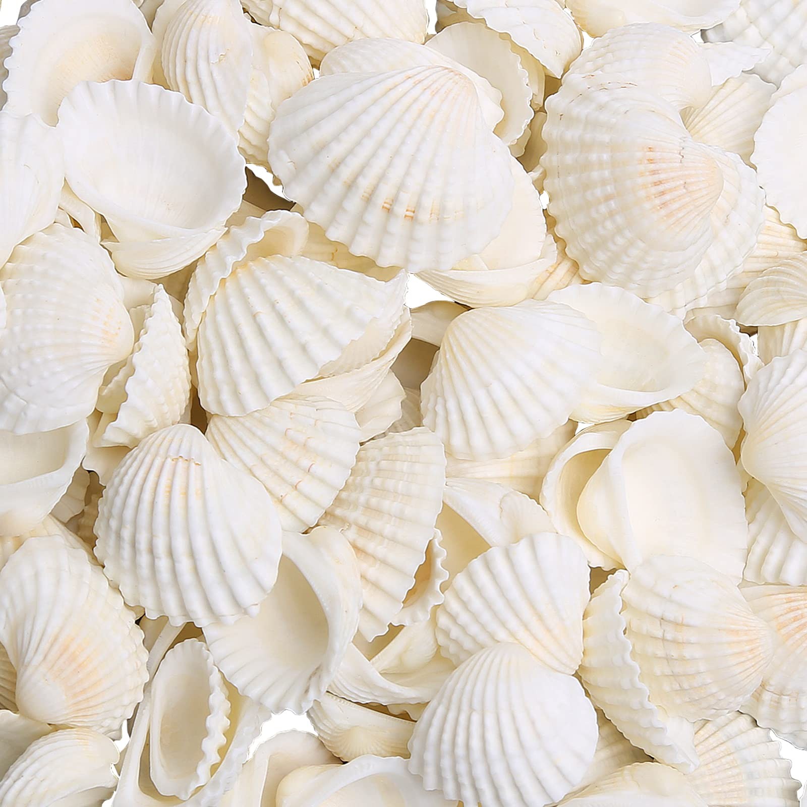 Small Sea Shells for Decorating, 330g 140~160pcs Bulk Tiny Seashells for Craf...