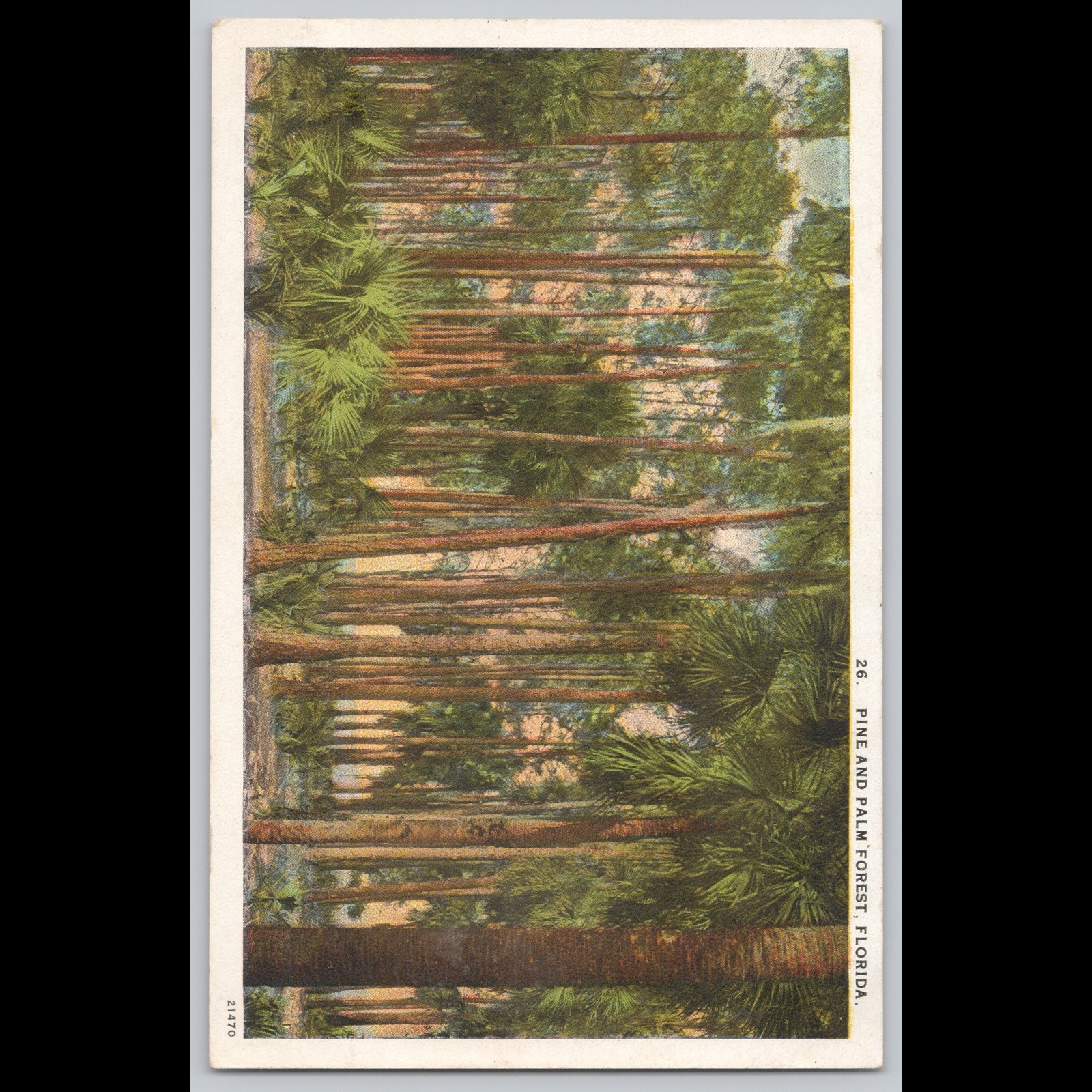 Antique Postcard Pine and Palm Forest Florida Scenic View