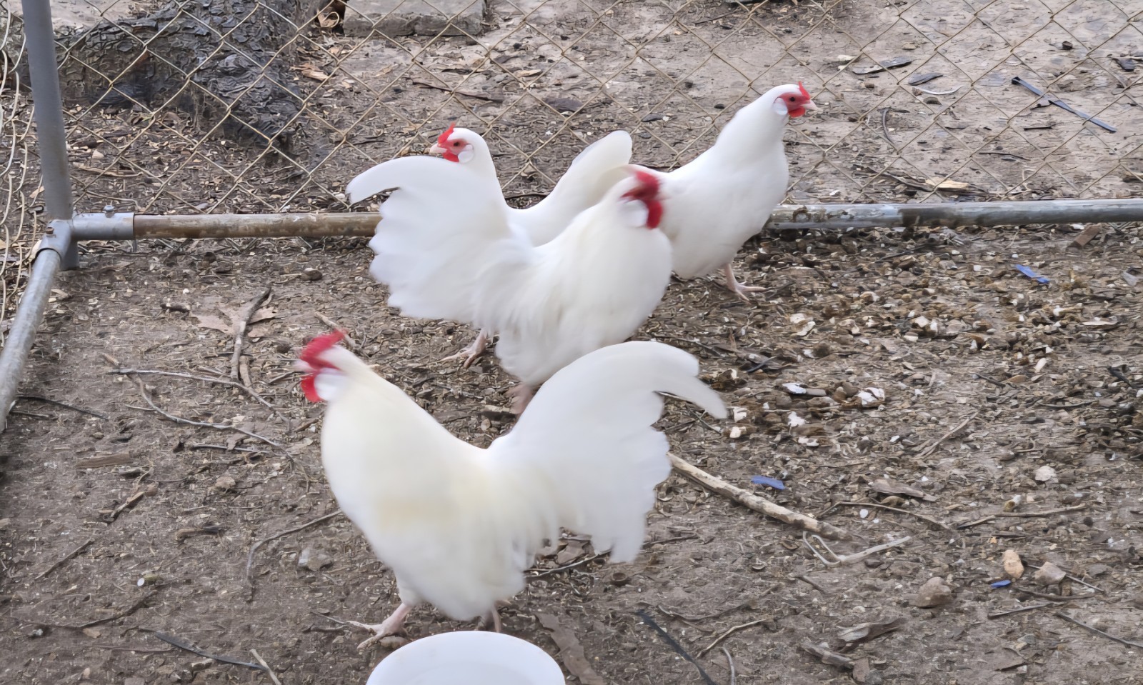 Bantam Assortment 8 Barred Old English, Silver Quill Old English White Rosecomb 