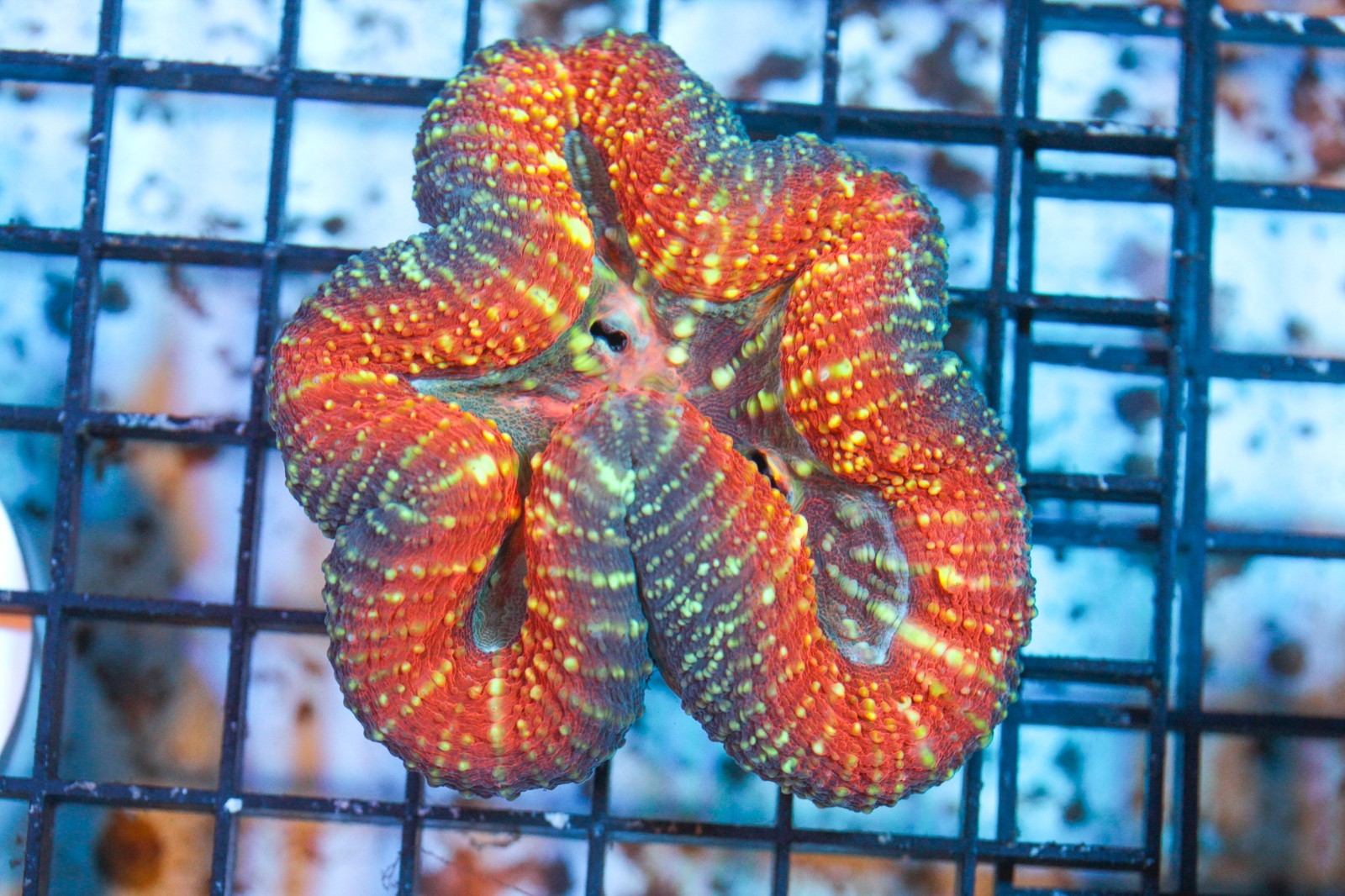 WYSIWYG  star shaped Aussie Lobo Colony live Corals Depot