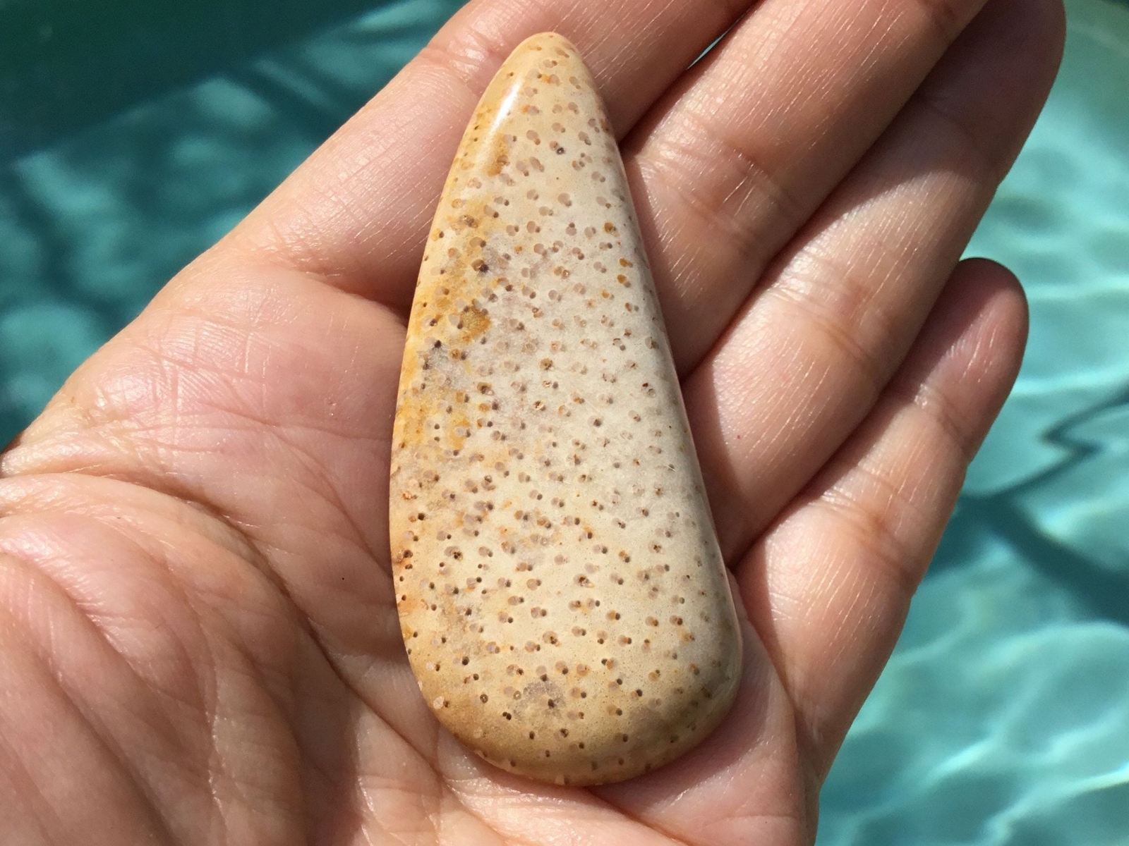 Petrified Palm Wood Freeform Teardrop 66x28x7 mm Cabochon Gemstone for Jewelry