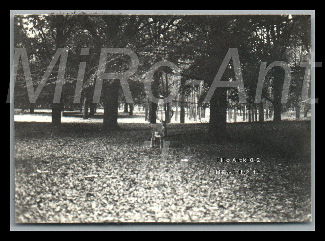 Photo, a day in Potsdam, in the wildlife park, 11.08.1930; L70L *.