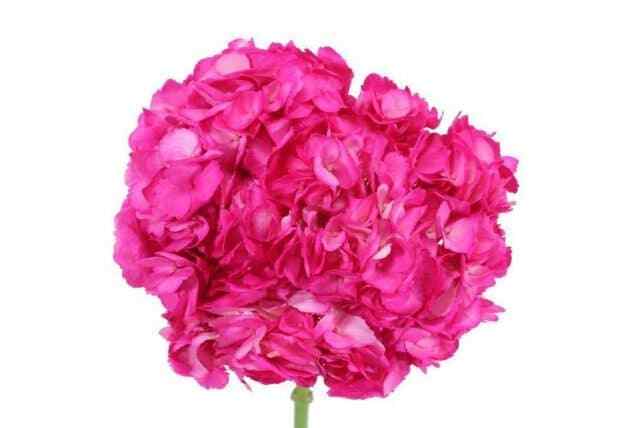 Hot Pink Hydrangea 30 stems