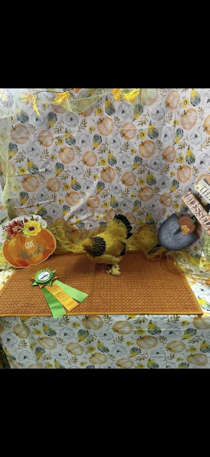 6+ Buff Brahma Bantam Chicken Hatching Eggs