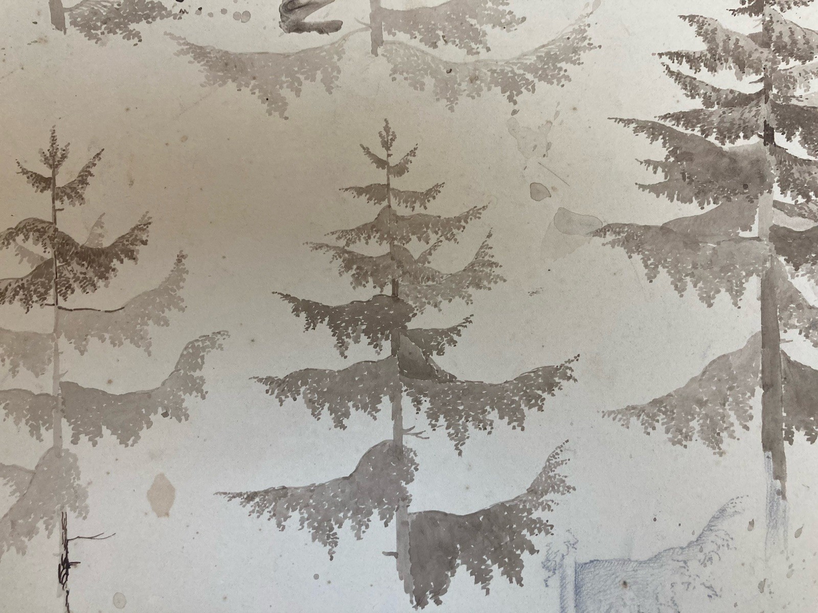 Très Beau Dessin XIXe 1820 Encre Lavis Étude Ancien Arbre Sapin Art Feuille