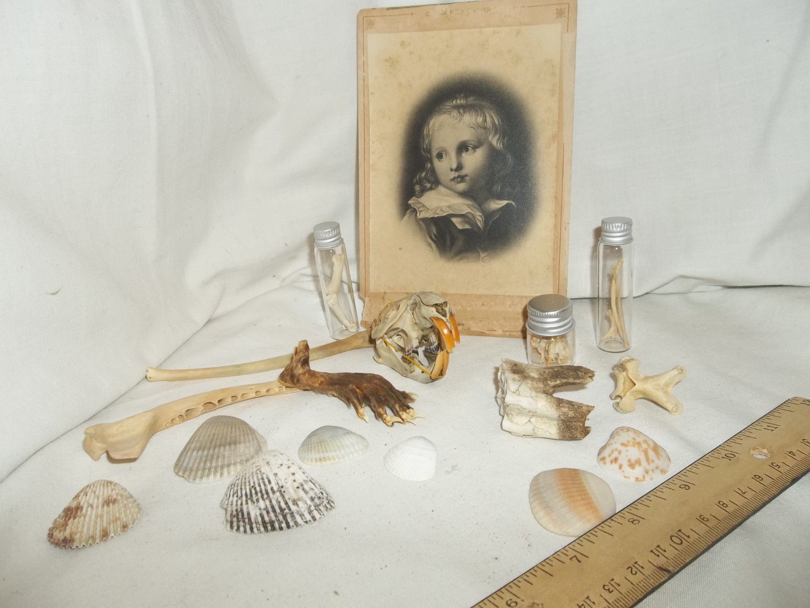 11 pc Oddity Curiosity Box Skull Bone Tooth Photo Foot Shells Sideshow Gaff OOAK