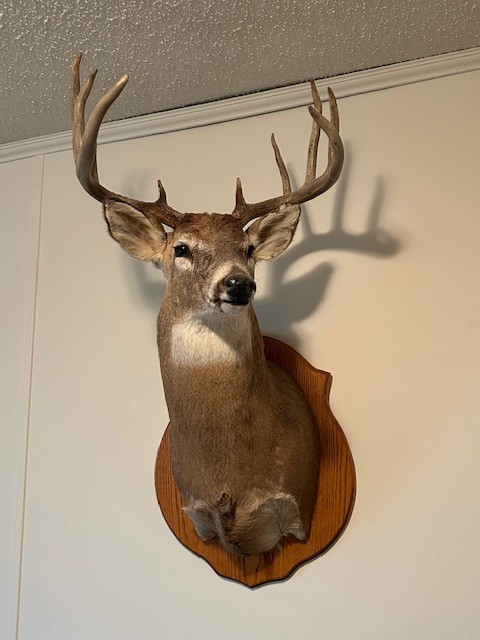 Large 10 Point 147" Whitetail Deer Antlers Head Shoulder Wall Mount Taxidermy
