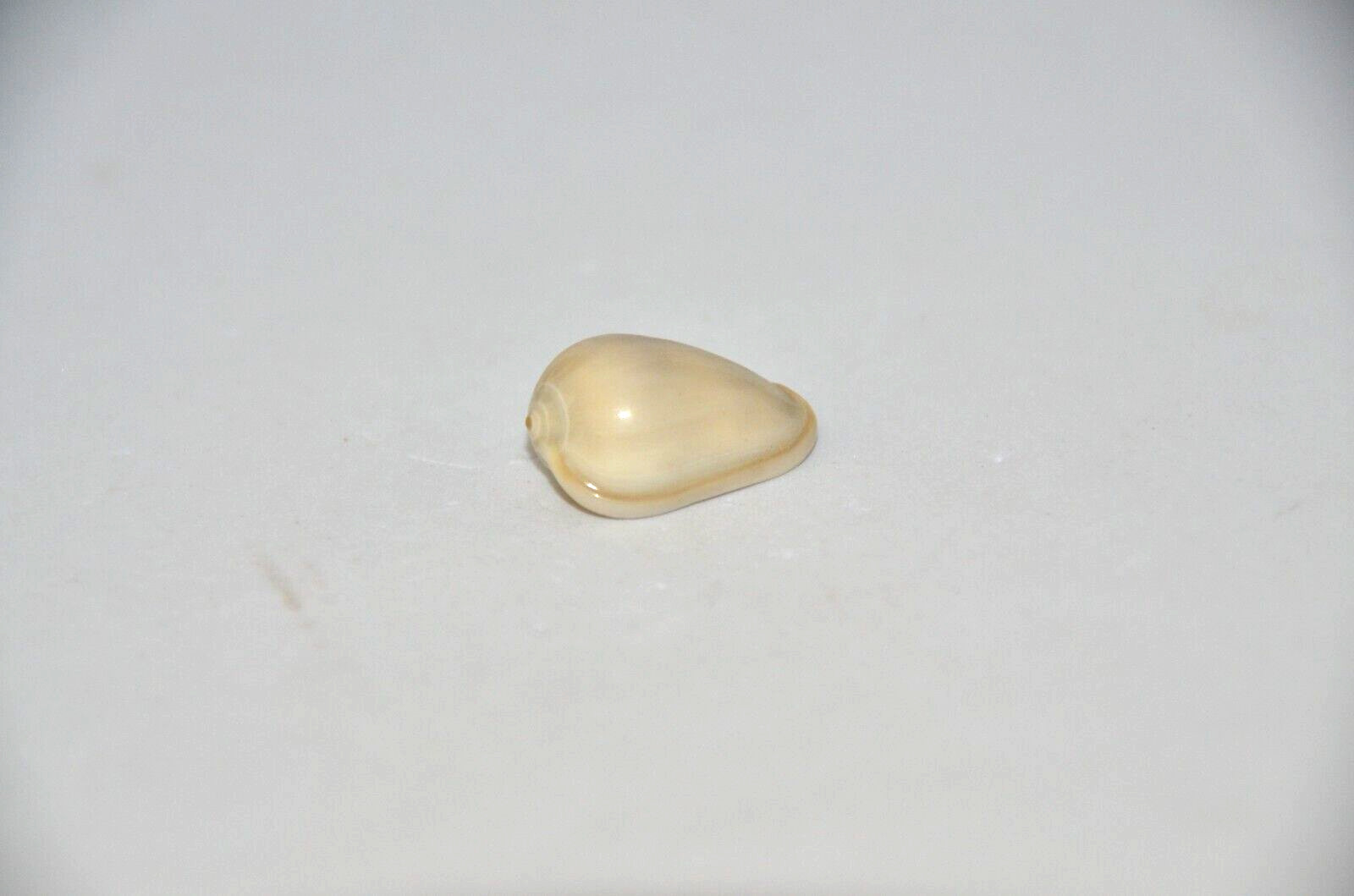 Rare Specimen Marginella Cystiscus bucca - 23.7 mm - West Thailand
