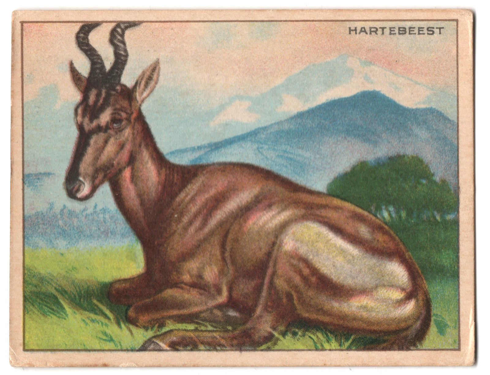 1925 Hartebeest Trading Card FC1 Harry Horne Jelly Like T29 Hassan Tobacco