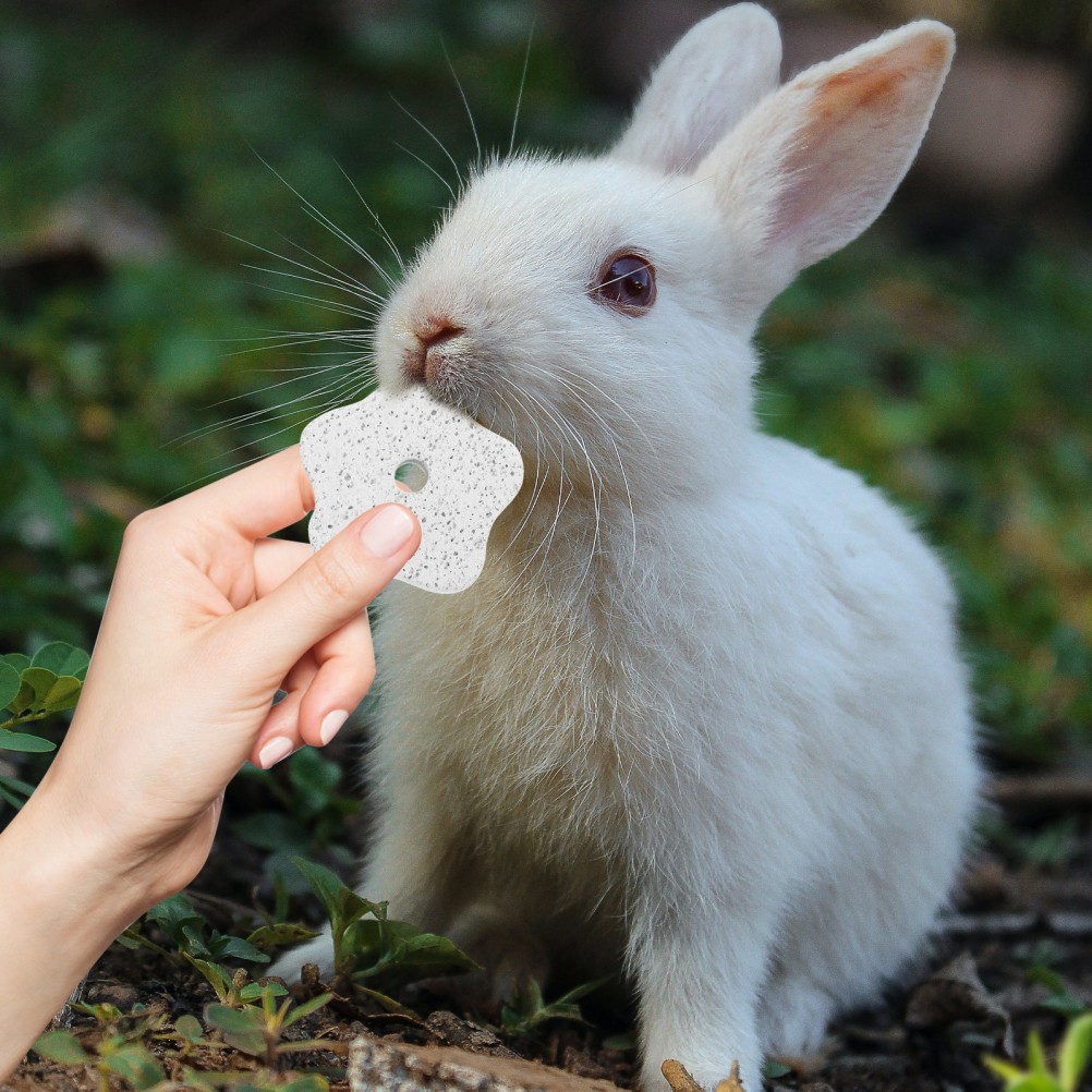  10 Pcs Hamster Pumice Chew Chinchilla Molar Stones Blocks Small Pets Toys