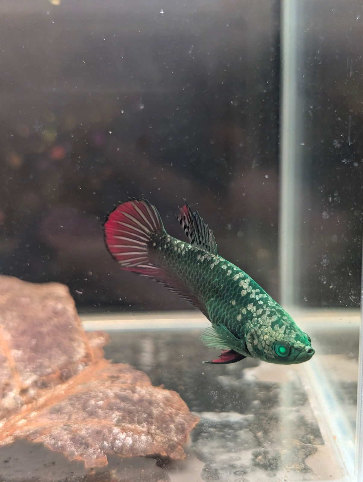 RARE AVATAR PLAKAT GREEN EYED HULK BETTA FEMALE FISH LIVE USA SELLER