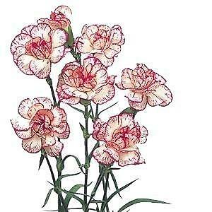 Peppermint Mini Carnation Flower