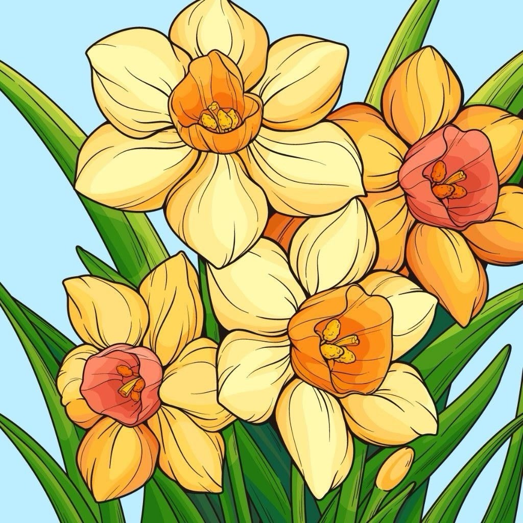 Daffodil Flower 4x4 Glossy Poster