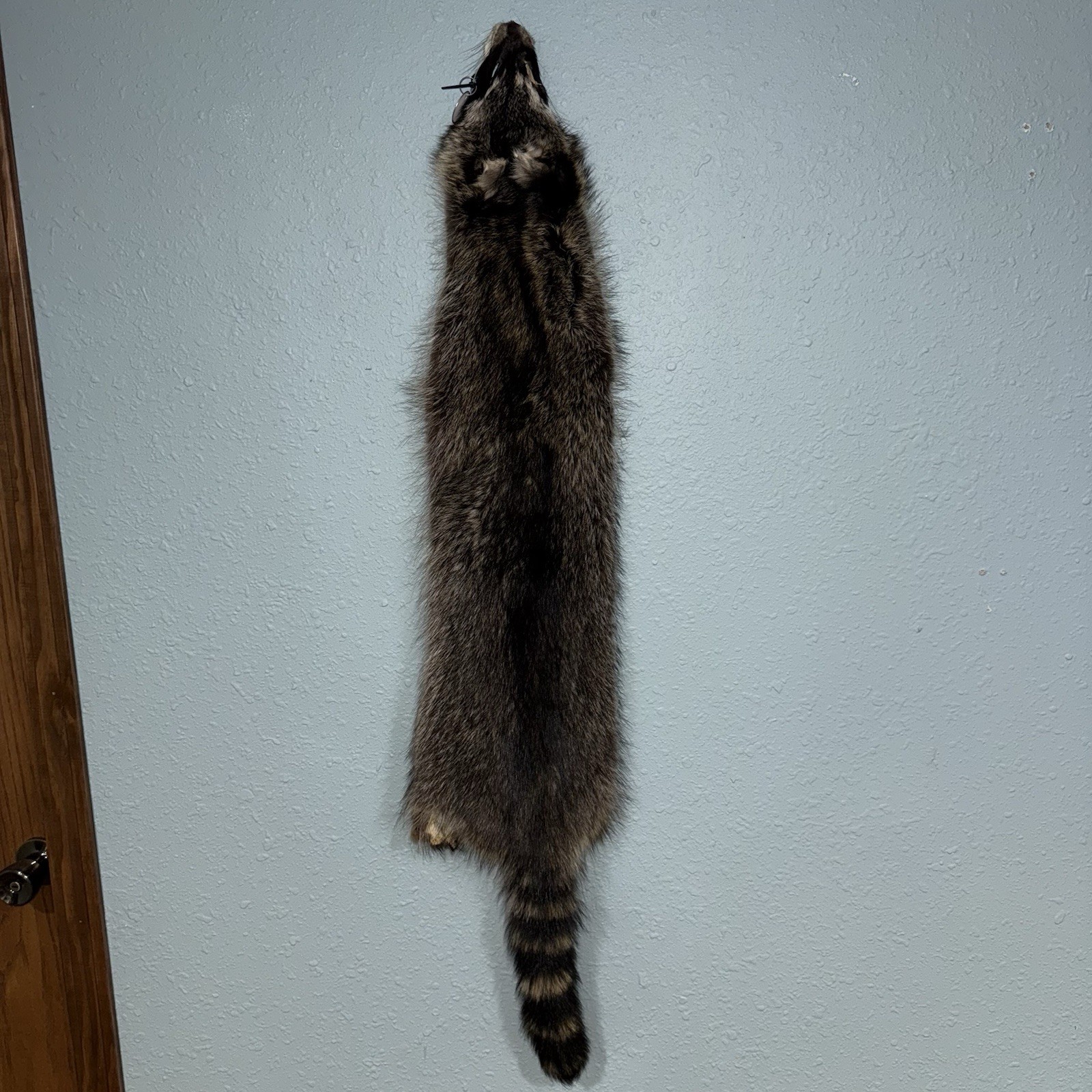 Professionally Tanned 2XL Raccoon/Coon Hide/Furs/Pelts/Taxidermy/Crafts - 16