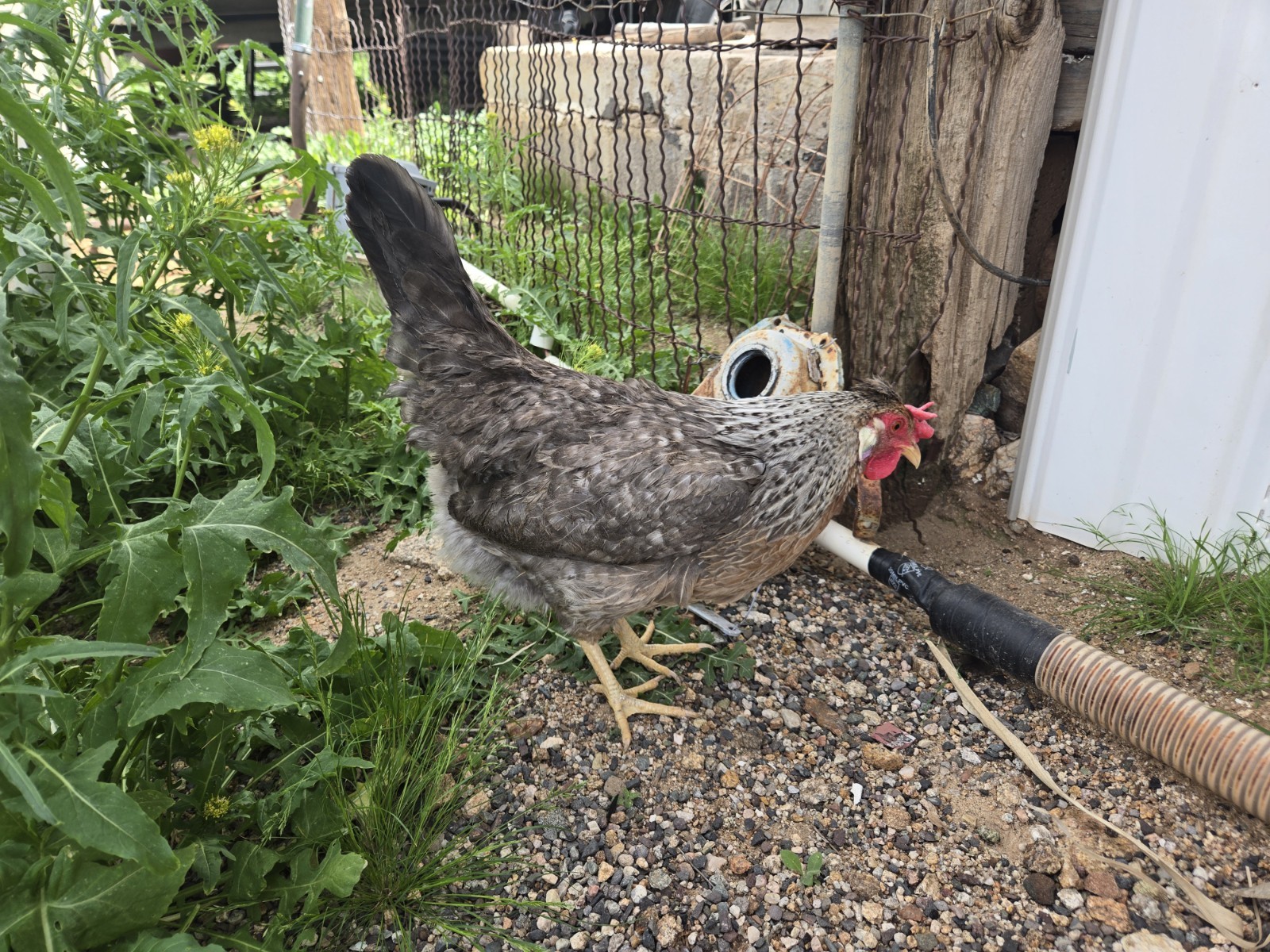 6+ Crested Cream Legbar (autosex)