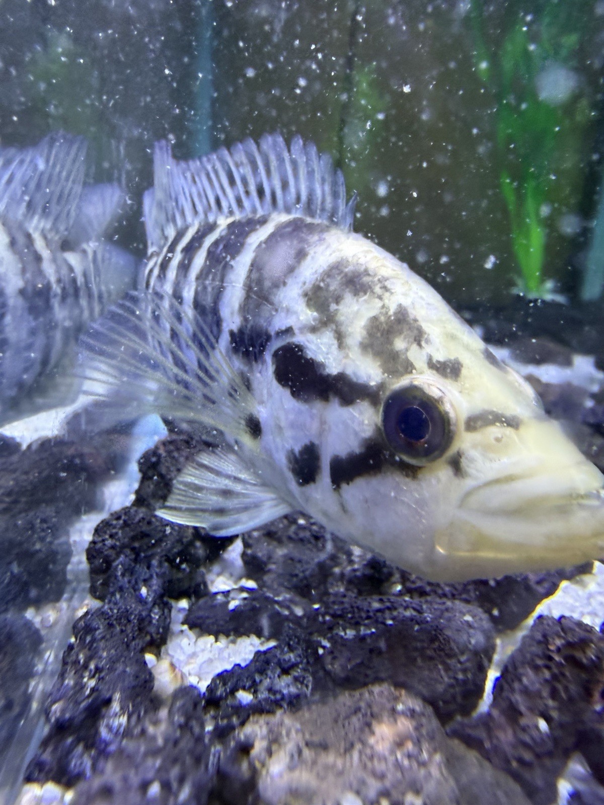 5 Inch Female Jaguar Cichlid