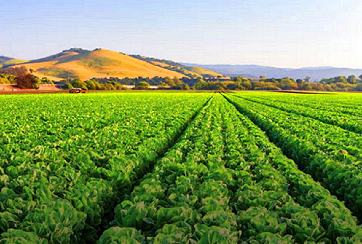 🚜 THE HEART OF AGRICULTURE: KETTLEMAN CITY, CA