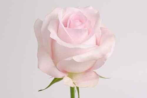 Sweet Akito Blush Pink Roses